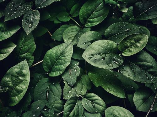 Shana Levin